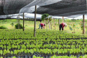 Cocoa seedlings